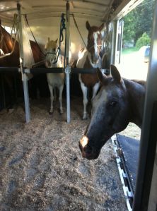 JR loves to travel and always tries to load himself into the trailer...