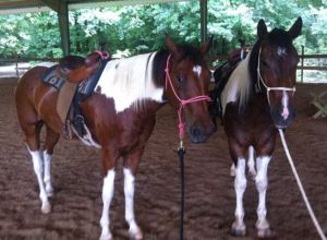 Michah and Fiero started under saddle